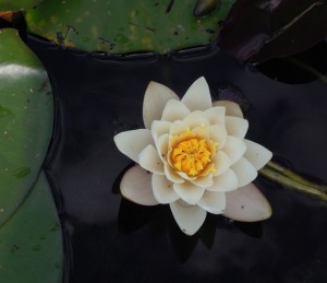 Lotus of Yoga